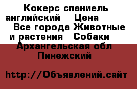 Кокерс спаниель английский  › Цена ­ 4 500 - Все города Животные и растения » Собаки   . Архангельская обл.,Пинежский 